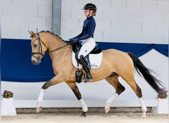 Deutsches Reitpony, Wallach, 5 Jahre, 152 cm, Falbe