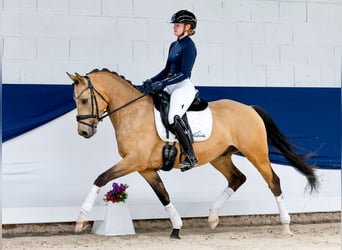 Deutsches Reitpony, Wallach, 5 Jahre, 152 cm, Falbe
