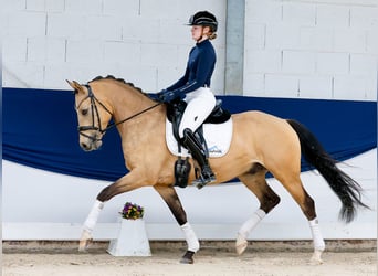 Deutsches Reitpony, Wallach, 5 Jahre, 152 cm, Falbe