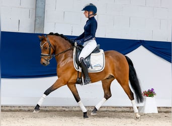 Deutsches Reitpony, Wallach, 6 Jahre, 135 cm, Brauner