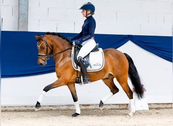 Deutsches Reitpony, Wallach, 6 Jahre, 135 cm, Brauner