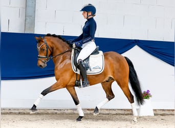 Deutsches Reitpony, Wallach, 6 Jahre, 135 cm, Brauner