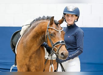 Deutsches Reitpony, Wallach, 6 Jahre, 135 cm, Brauner