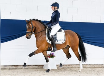 Deutsches Reitpony, Wallach, 6 Jahre, 135 cm, Brauner