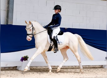 Deutsches Reitpony, Wallach, 6 Jahre, 147 cm, Cremello