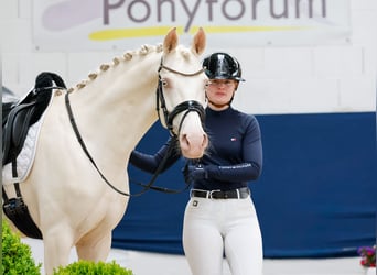 Deutsches Reitpony, Wallach, 6 Jahre, 147 cm, Cremello