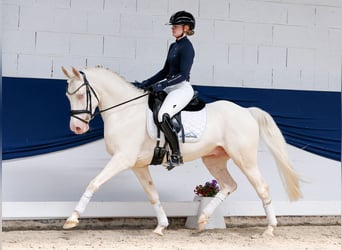 Deutsches Reitpony, Wallach, 6 Jahre, 147 cm, Cremello
