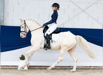 Deutsches Reitpony, Wallach, 6 Jahre, 147 cm, Cremello