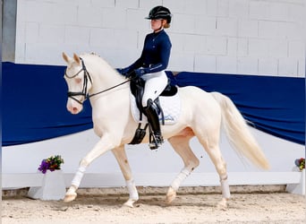 Deutsches Reitpony, Wallach, 6 Jahre, 147 cm, Cremello