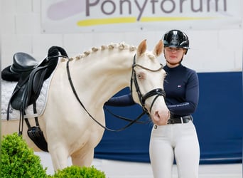 Deutsches Reitpony, Wallach, 6 Jahre, 147 cm, Cremello