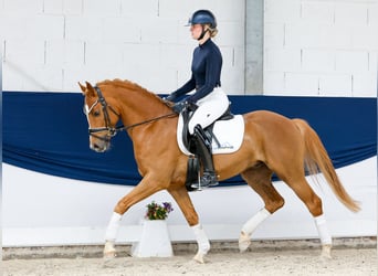Deutsches Reitpony, Wallach, 7 Jahre, 151 cm, Fuchs