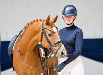 Deutsches Reitpony, Wallach, 7 Jahre, 151 cm, Fuchs