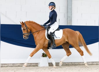 Deutsches Reitpony, Wallach, 7 Jahre, 151 cm, Fuchs