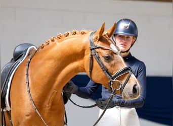 Deutsches Reitpony, Wallach, 7 Jahre, 151 cm, Fuchs