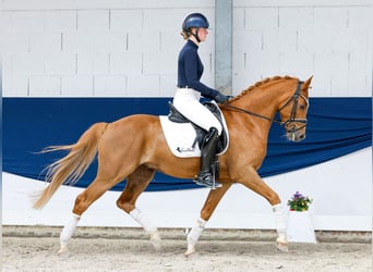 Deutsches Reitpony, Wallach, 7 Jahre, 151 cm, Fuchs