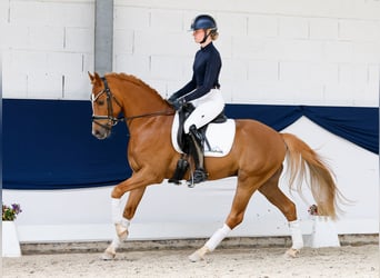 Deutsches Reitpony, Wallach, 7 Jahre, 151 cm, Fuchs