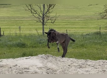 Deutsches Sportpferd, Hengst, Fohlen (01/2026)