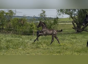 Deutsches Sportpferd, Hengst, Fohlen (01/2026)