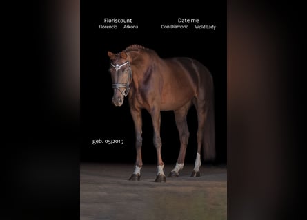 Deutsches Sportpferd, Stute, 7 Jahre, 168 cm, Dunkelfuchs