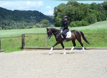 Weitere Warmblüter, Stute, 4 Jahre, 167 cm, Schwarzbrauner, in Wellheim