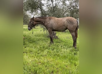 PRE, Wallach, 1 Jahr, Schimmel, in Puertollano