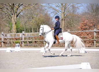 Camargue, Hengst, 12 Jahre, 150 cm, Schimmel