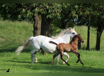 Camargue, Hengst, 12 Jahre, 150 cm, Schimmel