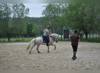 Camargue, Hengst, 12 Jahre, 150 cm, Schimmel