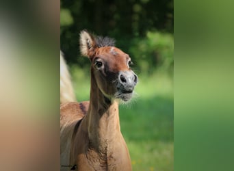 Camargue, Hengst, 12 Jahre, 150 cm, Schimmel