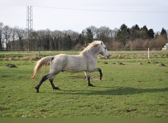 Camargue, Hengst, 12 Jahre, 150 cm, Schimmel