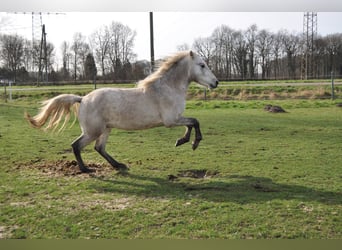 Camargue, Hengst, 12 Jahre, 150 cm, Schimmel