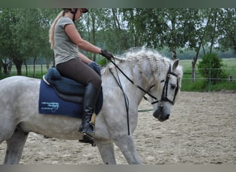 Camargue, Hengst, 12 Jahre, 150 cm, Schimmel