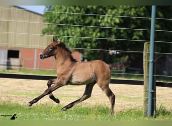 Camargue, Hengst, 12 Jahre, 150 cm, Schimmel