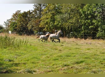 Camargue, Hengst, 12 Jahre, 150 cm, Schimmel
