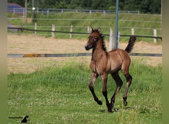 Camargue, Hengst, 12 Jahre, 150 cm, Schimmel