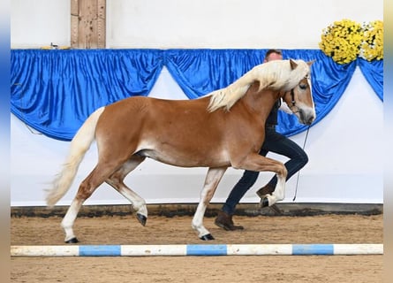 Edelbluthaflinger, Hengst, 3 Jahre, 150 cm, Fuchs