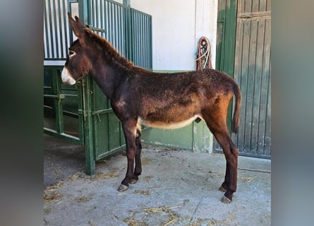 Esel, Hengst, 2 Jahre, 144 cm, Rappe