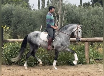 Picaro