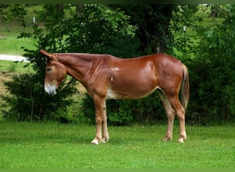 Maultier, Stute, 7 Jahre, 155 cm, Rotfuchs, in Whitesboro