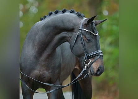 Oldenburger, Hengst, 4 Jahre, 167 cm, Dunkelbrauner
