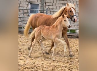 Haflinger, Stute, Fohlen (03/2026)