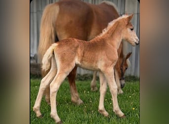 Haflinger, Stute, Fohlen (03/2026)