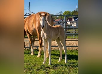 Haflinger, Stute, Fohlen (03/2026)