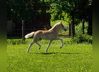 Haflinger, Stute, Fohlen (03/2026)