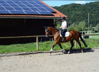 Hannoveraner, Stute, 15 Jahre, 167 cm, Brauner