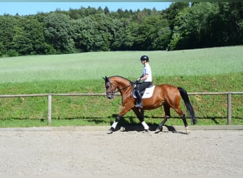 Hannoveraner, Stute, 15 Jahre, 167 cm, Brauner