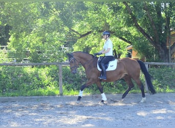 Hannoveraner, Stute, 15 Jahre, 167 cm, Brauner