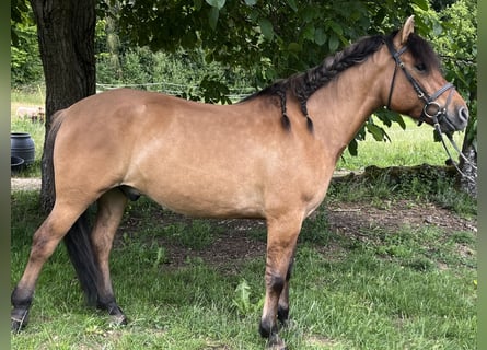 Huzule, Wallach, 5 Jahre, 145 cm, Brauner
