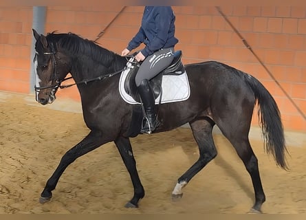Irish Sport Horse, Stute, 10 Jahre, 170 cm, Rappe