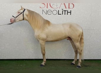 PRE, Hengst, 9 Jahre, 174 cm, Pearl